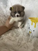 Daiquiri , a female Pomeranian for sale in Fort Myers, FL – 4 of 7