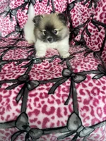 Mocchiato , a male Pomeranian for sale in Fort Myers, FL – 4 of 7