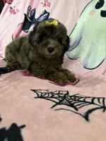 Jewels, a female Poodle - Miniature  for sale in Fort Myers, FL – 3 of 10