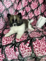Bean, a male Pomeranian for sale in Fort Myers, FL – 4 of 9