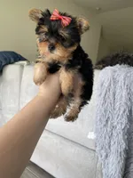 Tcup poppy, a female Yorkshire Terrier for sale in Fort Myers, FL – 6 of 7