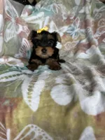 Sophie , a female Yorkshire Terrier for sale in Fort Myers, FL – 3 of 8
