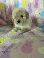 Reno, a male Poodle - Toy  for sale in Fort Myers, FL – Photo 5 of 7