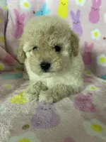 Reno, a male Poodle - Toy  for sale in Fort Myers, FL – Photo 6 of 7