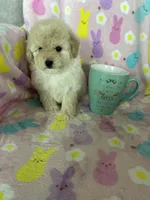 Reno, a male Poodle - Toy  for sale in Fort Myers, FL – Photo 7 of 7