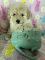 Reno, a male Poodle - Toy  for sale in Fort Myers, FL – Photo 3 of 7