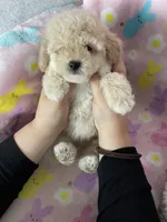 Reno, a male Poodle - Toy  for sale in Fort Myers, FL – Photo 4 of 7