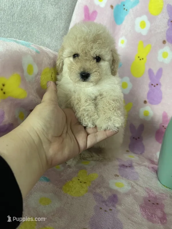 Reno – Poodle - Toy  puppy for sale in Fort Myers, FL