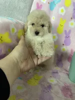 Reno, a male Poodle - Toy  for sale in Fort Myers, FL – Photo 1 of 7