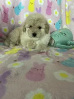 Reno, a male Poodle - Toy  for sale in Fort Myers, FL – Photo 2 of 7