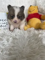 Mojito , a male Pomeranian for sale in Fort Myers, FL – 2 of 6