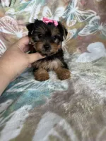 Peppa, a female Yorkshire Terrier for sale in Fort Myers, FL – 7 of 7