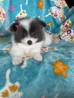 Poppy, a female Pomeranian for sale in Fort Myers, FL – 5 of 5