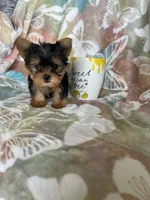 Tcup Ted, a male Yorkshire Terrier for sale in Fort Myers, FL – 5 of 9