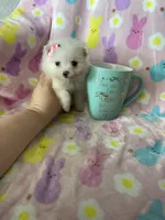 Tiny Yuma, a female Pomeranian for sale in Fort Myers, FL – Photo 8 of 8