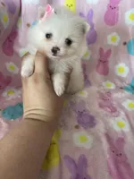 Tiny Yuma, a female Pomeranian for sale in Fort Myers, FL – Photo 7 of 8