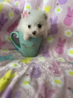 Tiny Yuma, a female Pomeranian for sale in Fort Myers, FL – Photo 6 of 8