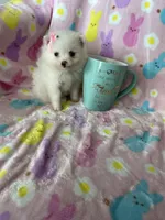 Tiny Yuma, a female Pomeranian for sale in Fort Myers, FL – Photo 2 of 8