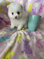 Phoenix, a male Pomeranian for sale in Fort Myers, FL – Photo 7 of 8