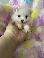 Tiny Yuma, a female Pomeranian for sale in Fort Myers, FL – Photo 3 of 8