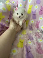 Tiny Yuma, a female Pomeranian for sale in Fort Myers, FL – Photo 1 of 8