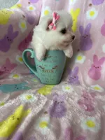 Tiny Yuma, a female Pomeranian for sale in Fort Myers, FL – Photo 4 of 8