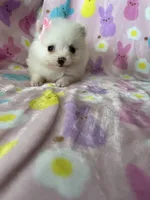 Tiny Yuma, a female Pomeranian for sale in Fort Myers, FL – Photo 5 of 8