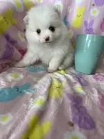 Phoenix, a male Pomeranian for sale in Fort Myers, FL – Photo 8 of 8