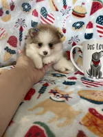 Stella, a female Pomeranian for sale in Fort Myers, FL – 5 of 8
