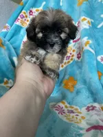 Teddy, a male Maltipoo for sale in Fort Myers, FL – 4 of 10
