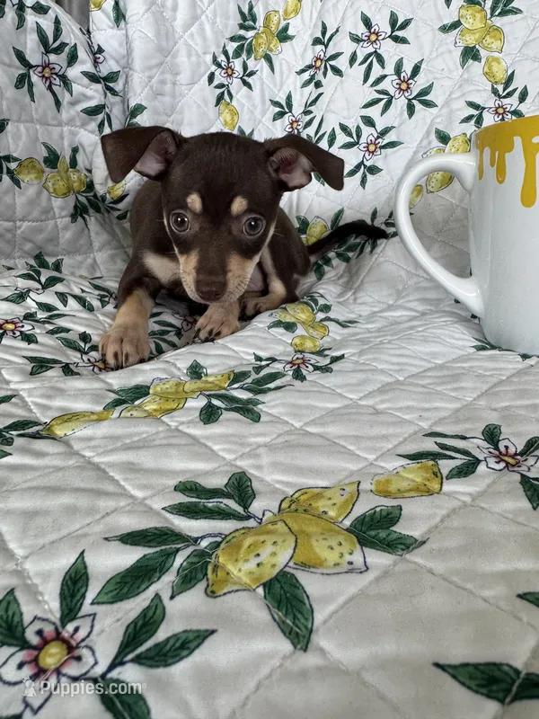 Riley – Chihuahua puppy for sale in Fort Myers, FL