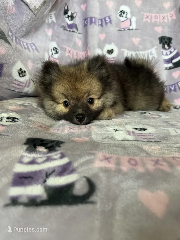 Teddy – Pomeranian puppy for sale in Fort Myers, FL