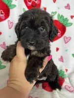 Denver, a male Miniature Aussiedoodle for sale in Fort Myers, FL – Photo 6 of 8