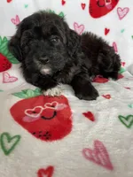 Denver, a male Miniature Aussiedoodle for sale in Fort Myers, FL – Photo 2 of 8