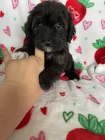 Denver, a male Miniature Aussiedoodle for sale in Fort Myers, FL – Photo 4 of 8