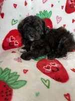 Denver, a male Miniature Aussiedoodle for sale in Fort Myers, FL – Photo 8 of 8