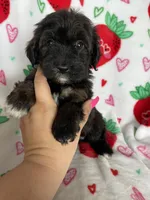 Denver, a male Miniature Aussiedoodle for sale in Fort Myers, FL – Photo 3 of 8