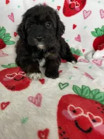 Denver, a male Miniature Aussiedoodle for sale in Fort Myers, FL – Photo 7 of 8