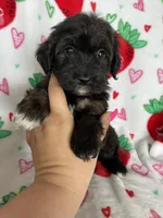 Denver, a male Miniature Aussiedoodle for sale in Fort Myers, FL – Photo 1 of 8