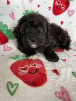Denver, a male Miniature Aussiedoodle for sale in Fort Myers, FL – Photo 5 of 8