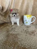 Parsley, a female Pomeranian for sale in Fort Myers, FL – 7 of 7