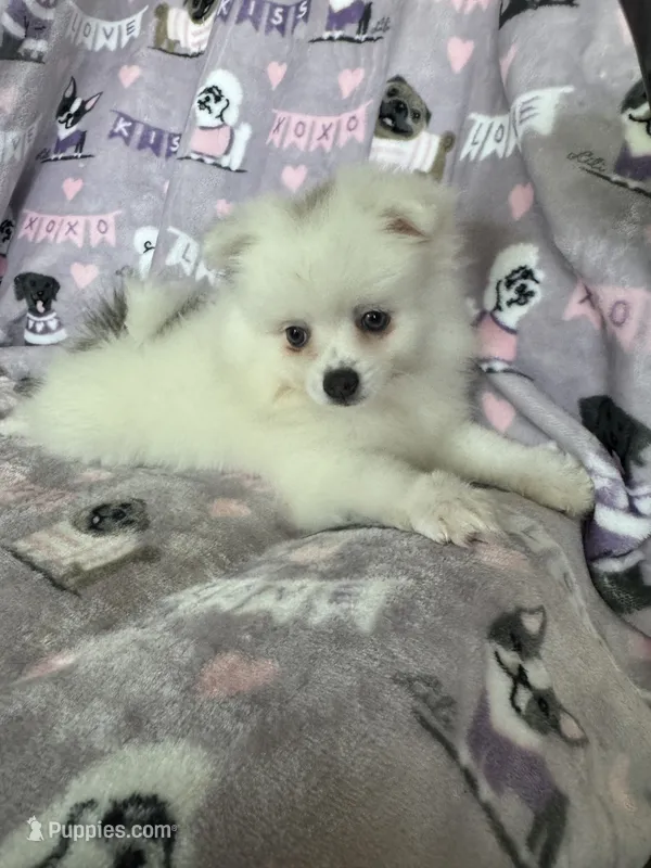 Truly – Pomeranian puppy for sale in Fort Myers, FL