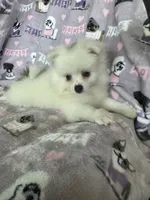 Truly, a female Pomeranian for sale in Fort Myers, FL – 1 of 5