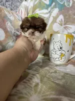 Micro Tootsie Roll, a female Shih Tzu for sale in Fort Myers, FL – 2 of 9