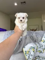 Tcup Biscuit, a male Maltese for sale in Fort Myers, FL – 8 of 10