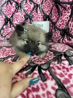 Mocha, a female Pomeranian for sale in Fort Myers, FL – 7 of 7