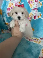 Vera, a female Maltipoo for sale in Fort Myers, FL – 2 of 6