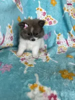 Pippa, a female Pomeranian for sale in Fort Myers, FL – 6 of 7