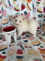 Buttons, a female Pomeranian for sale in Fort Myers, FL – 5 of 5