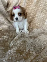 Peaches, a female Cavalier King Charles Spaniel for sale in Fort Myers, FL – 7 of 7